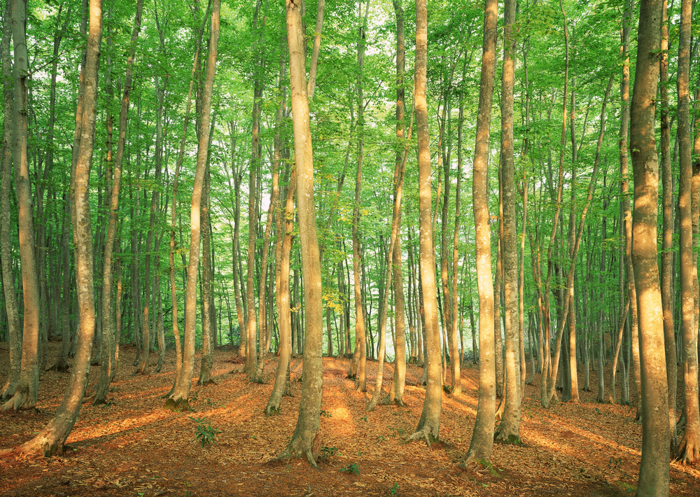 forest with sunshine