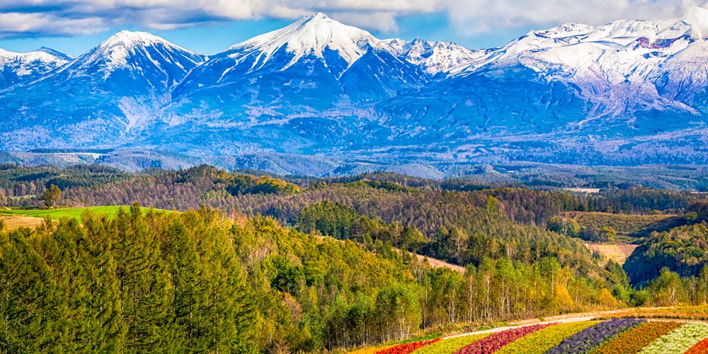 mountain and flower fields