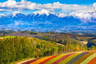 mountain and flower fields