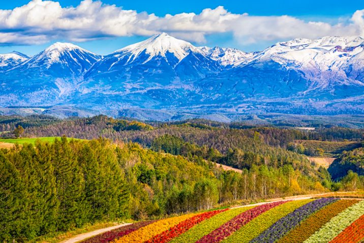 mountain and flower fields