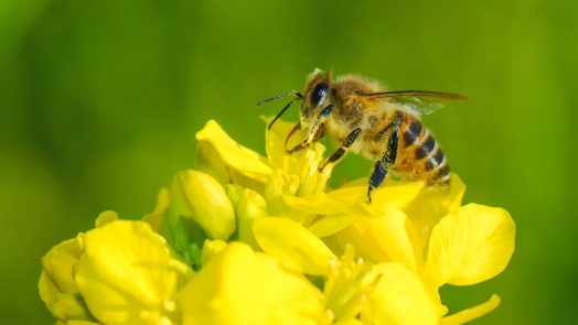 honey bee