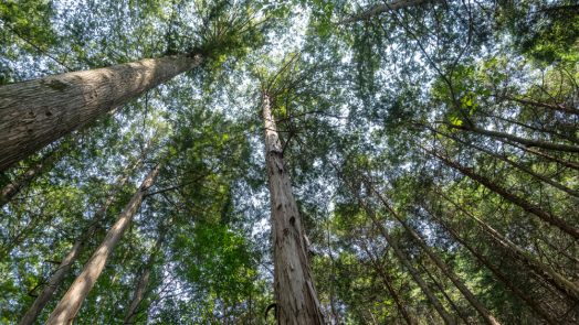 Japan's forestry