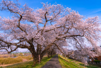 Cherry tree