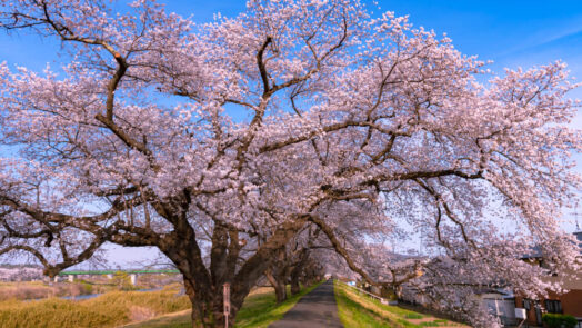 Cherry tree