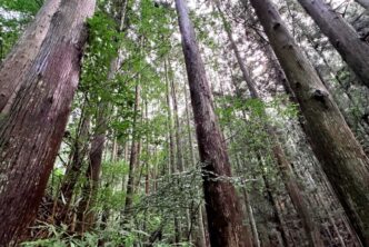 Forest in Yamanashi