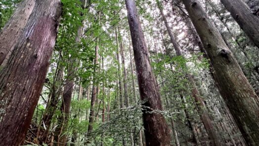 Forest in Yamanashi