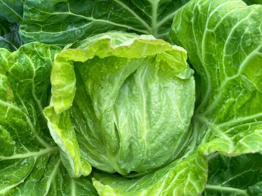 spring cabbage