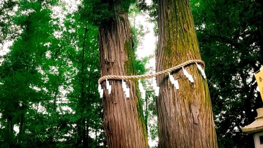 Sacred tree