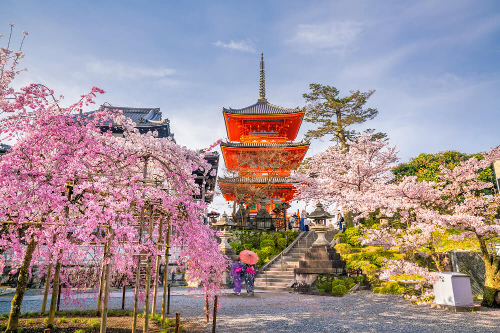 Kyoto with cherry blossoms