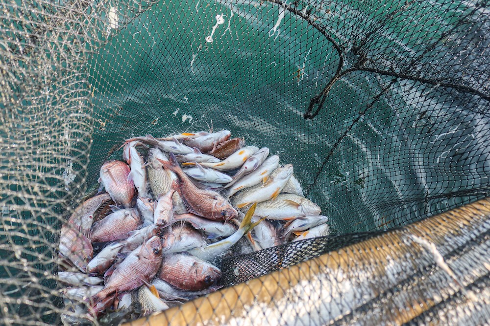 fishes