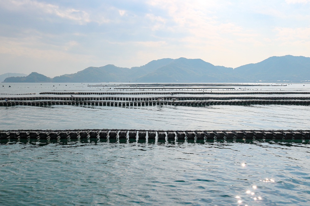 oyster basket